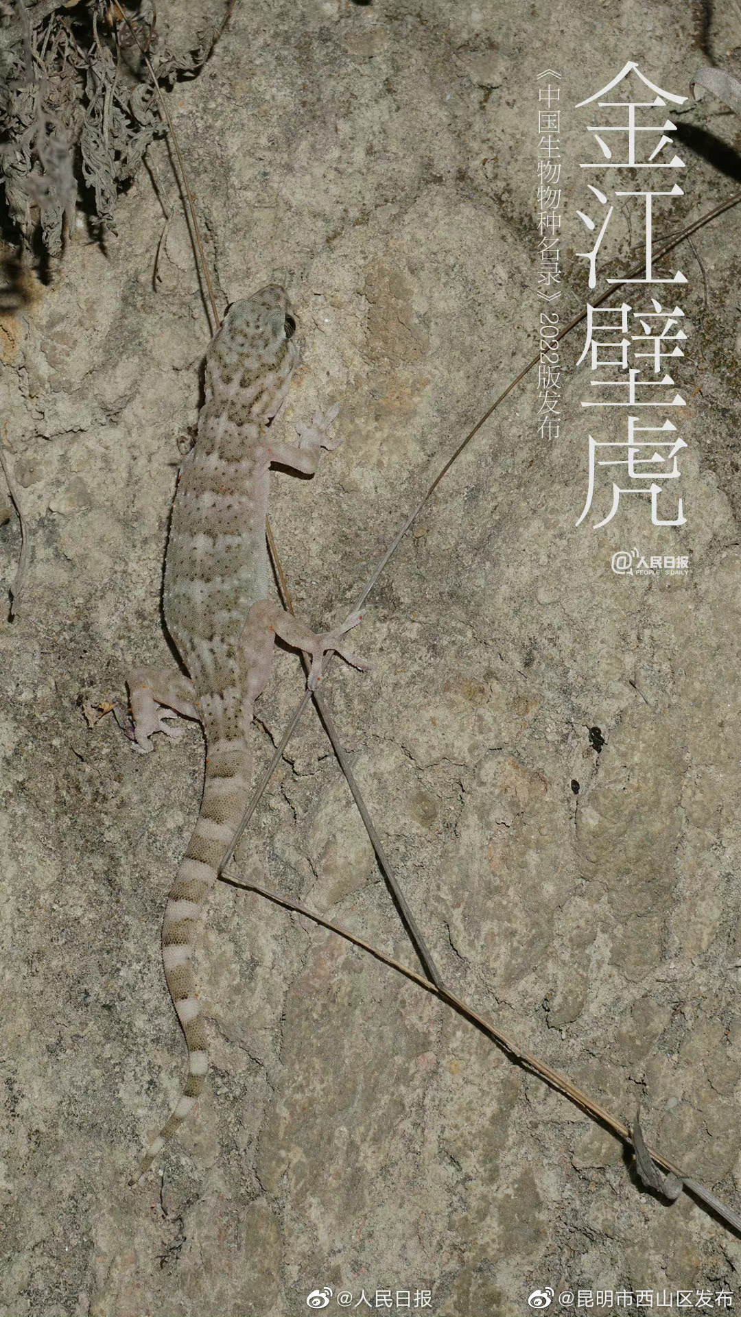 昆明市西山区发布