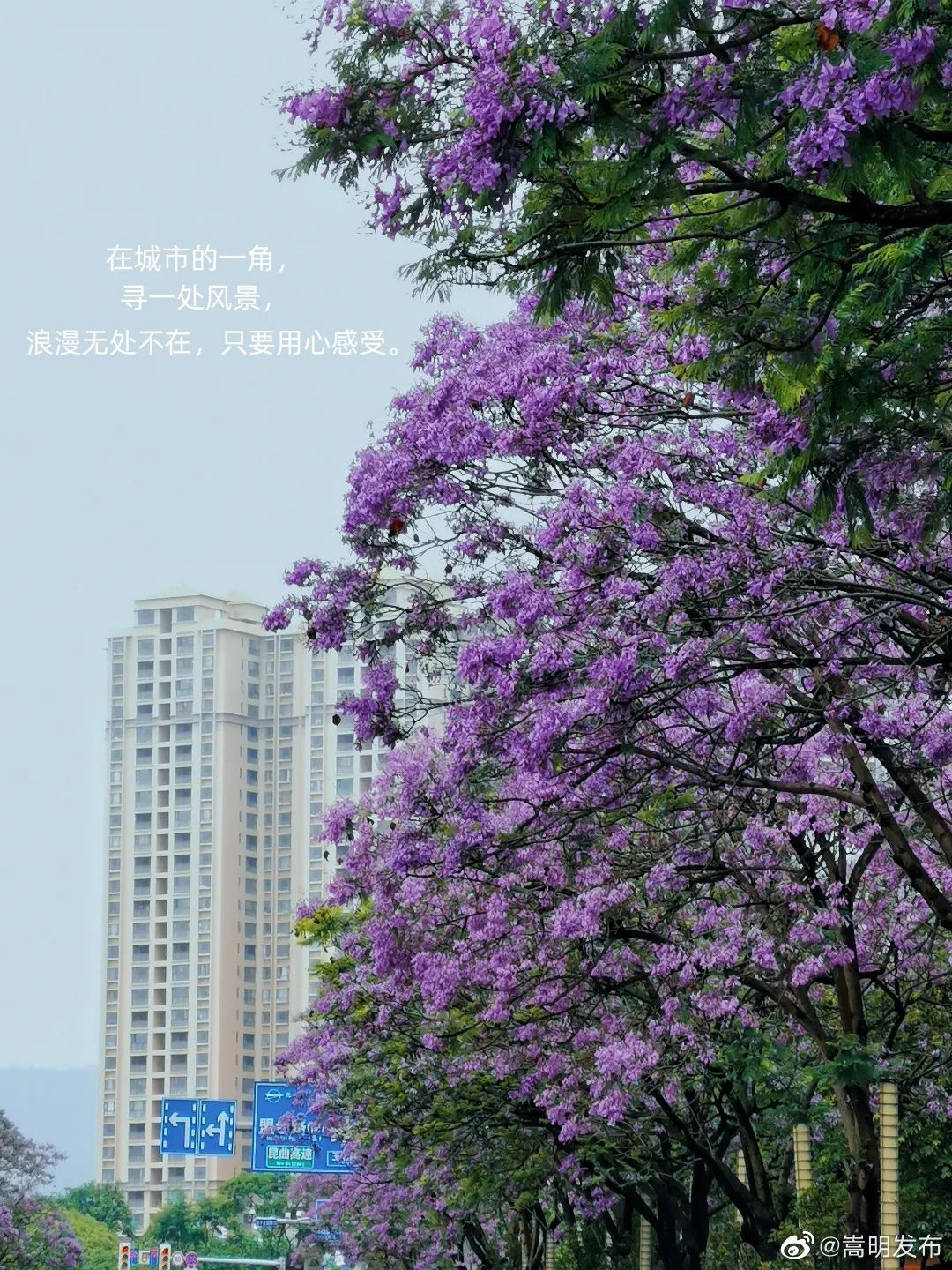 嵩明发布