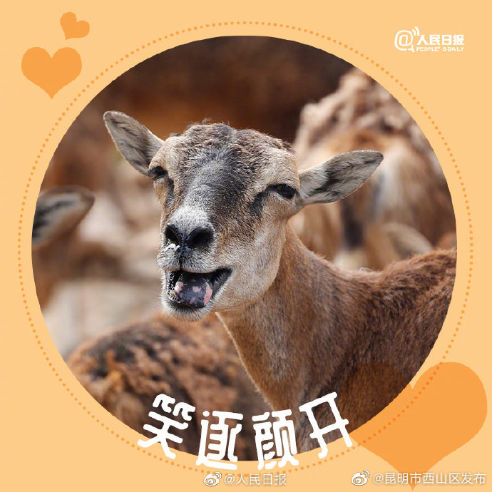 昆明市西山区发布