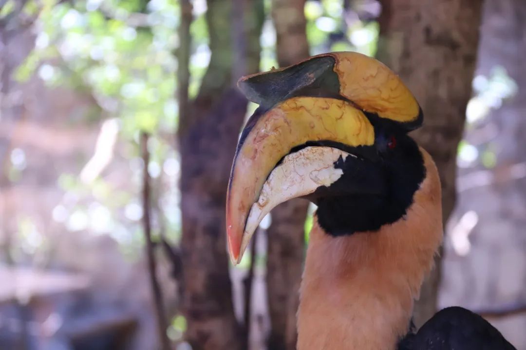 云南野生动物园