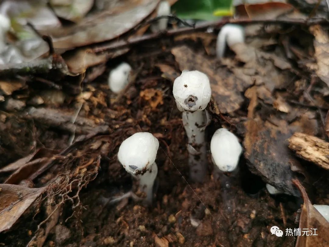 玉溪发布