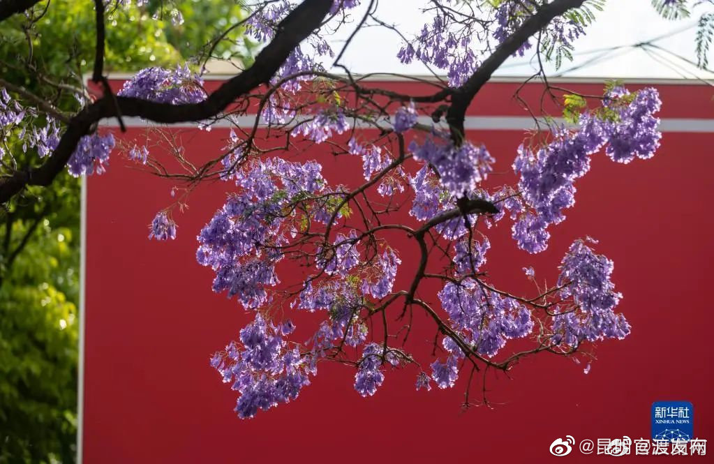 “昆明官渡发布”微博