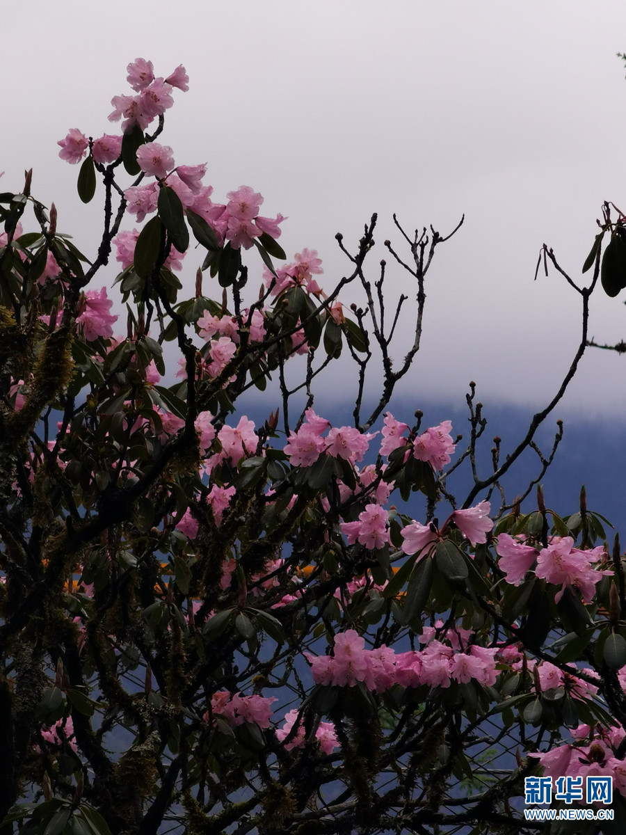 新华网云南频道