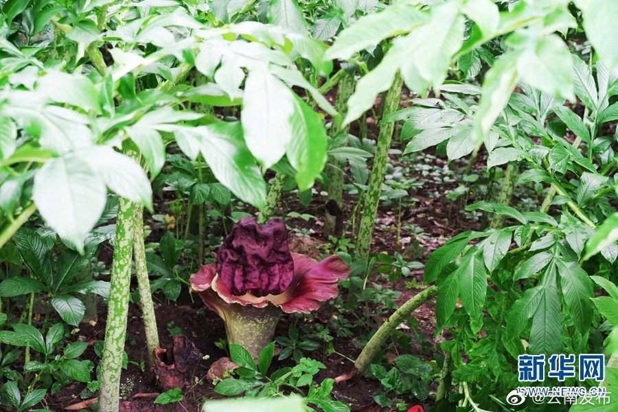 “云南发布”微博