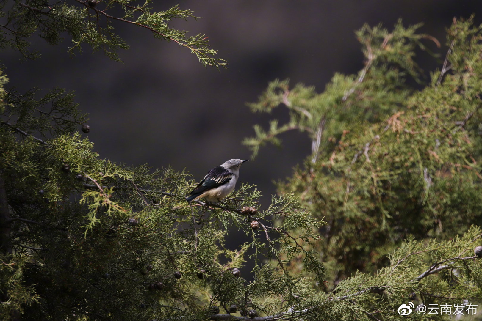 “云南发布”微博