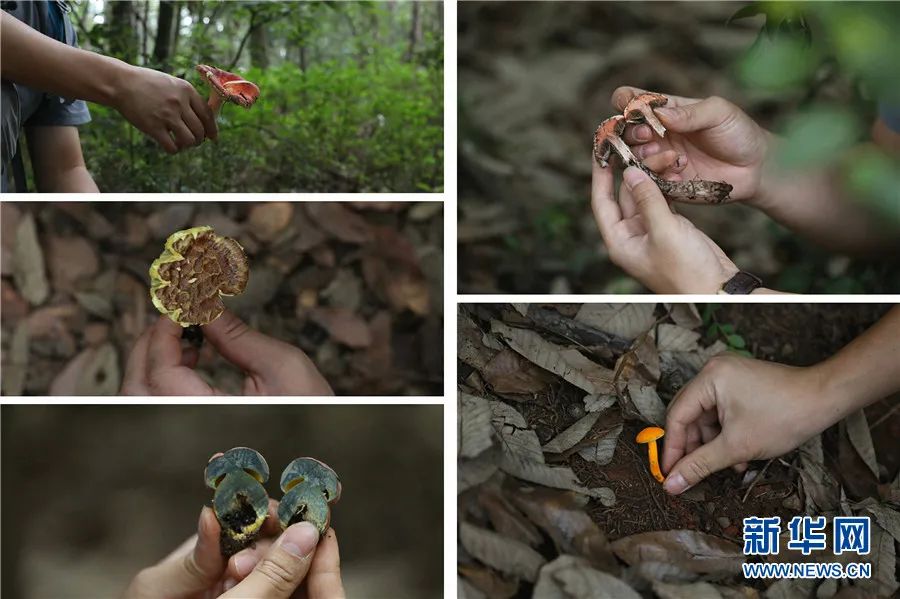 美丽云南微科普