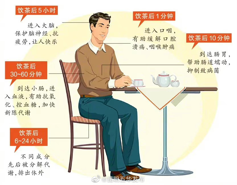 一杯茶在人体内的旅行