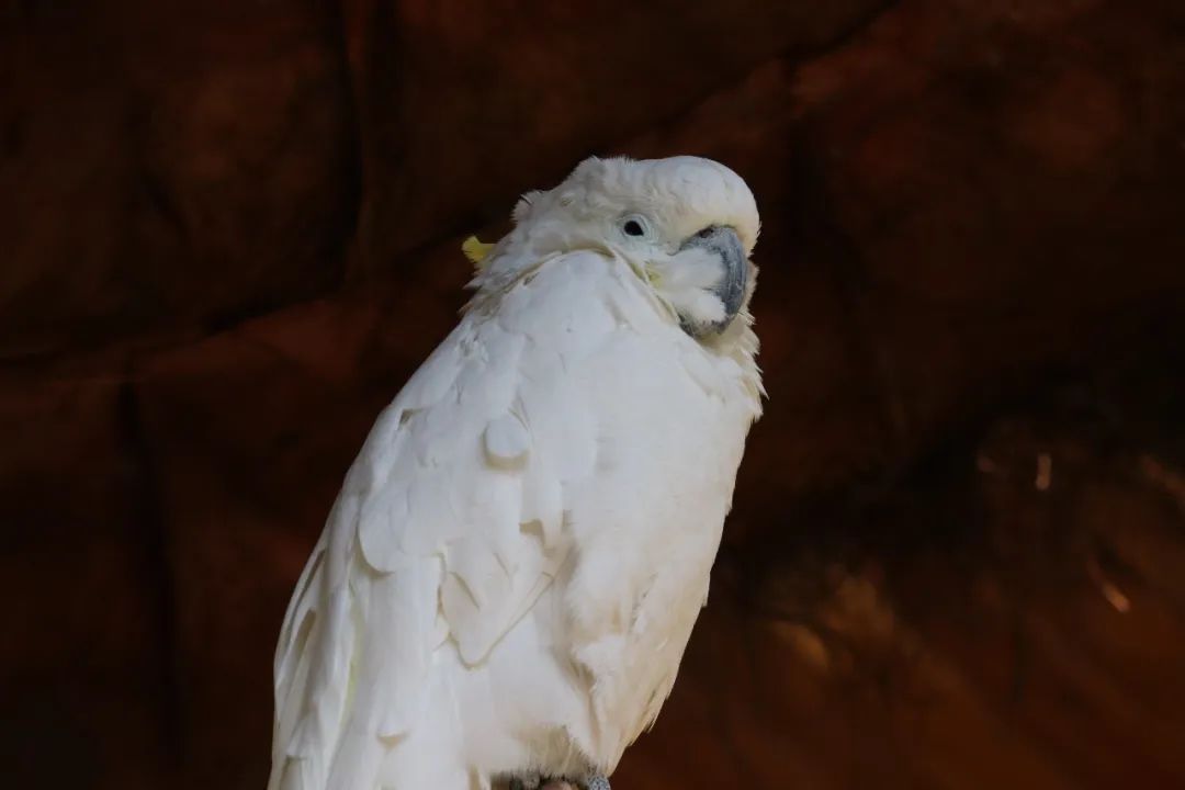 云南野生动物园