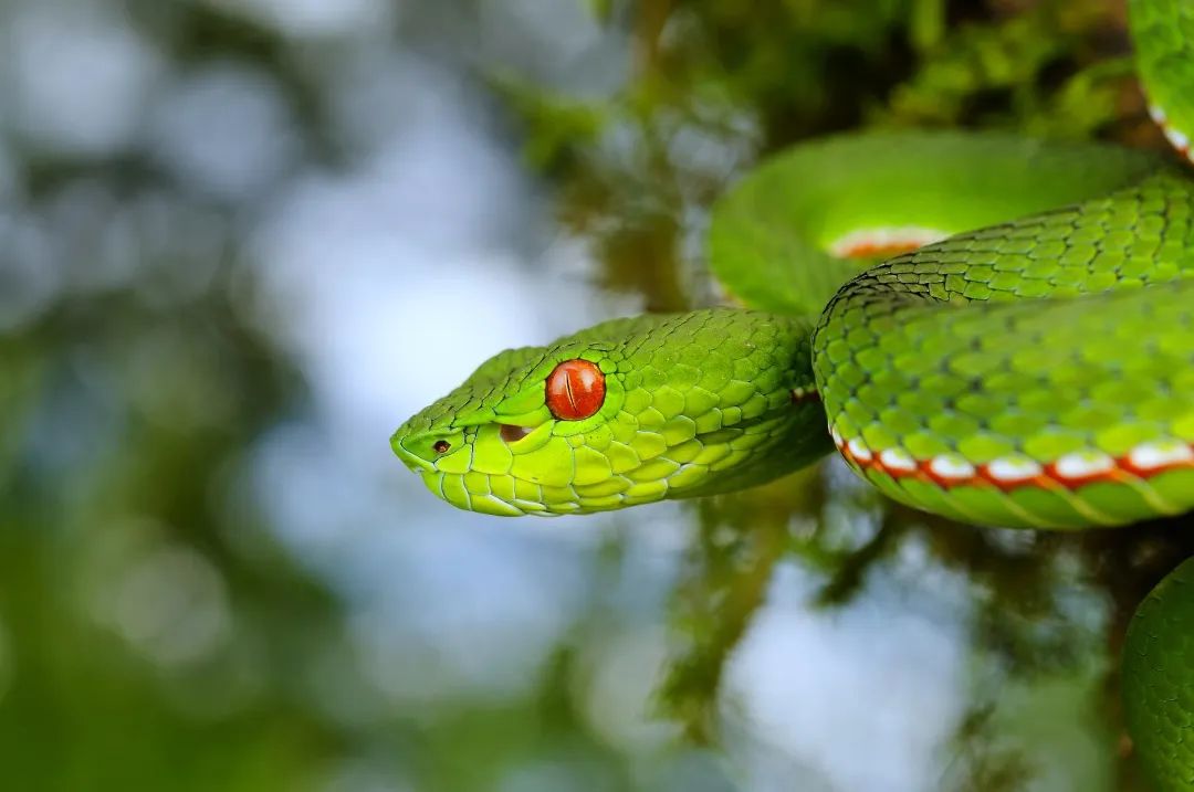 西双版纳望天树景区