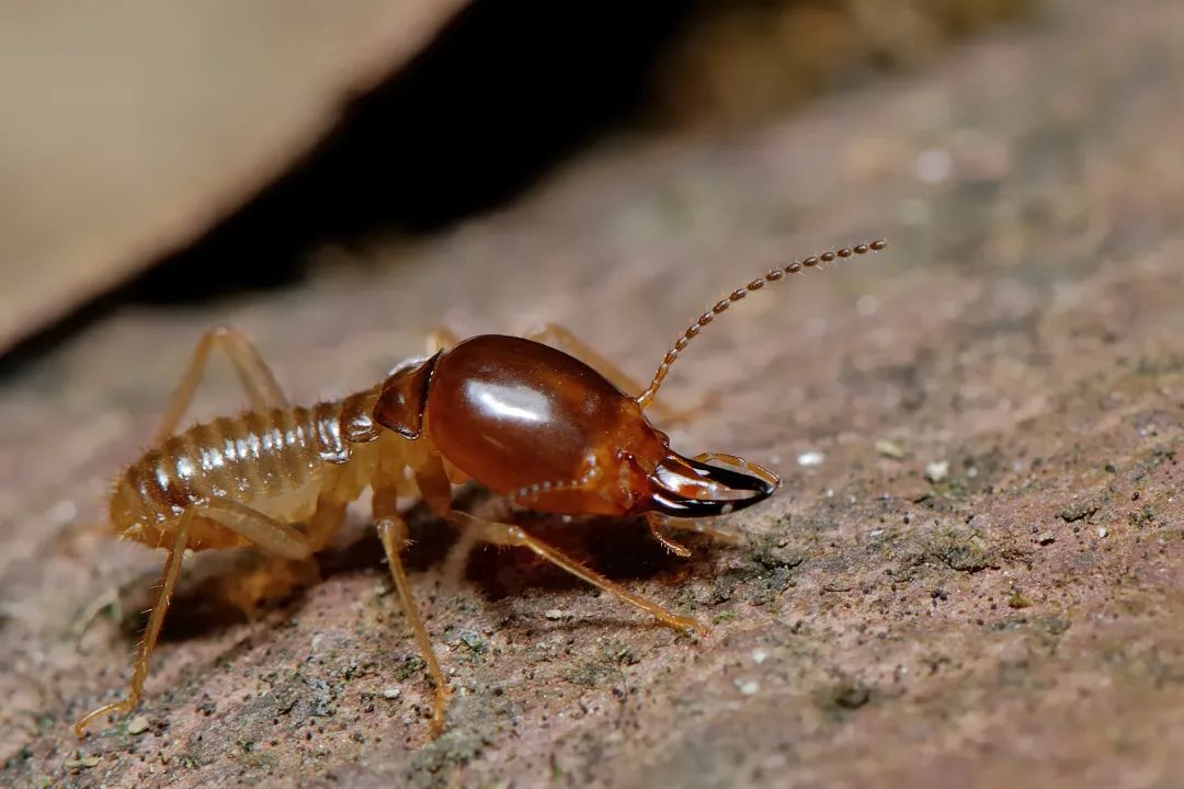 西双版纳望天树景区