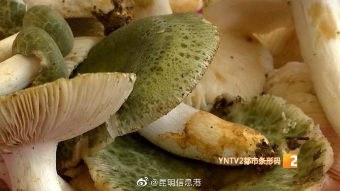 昆明信息港