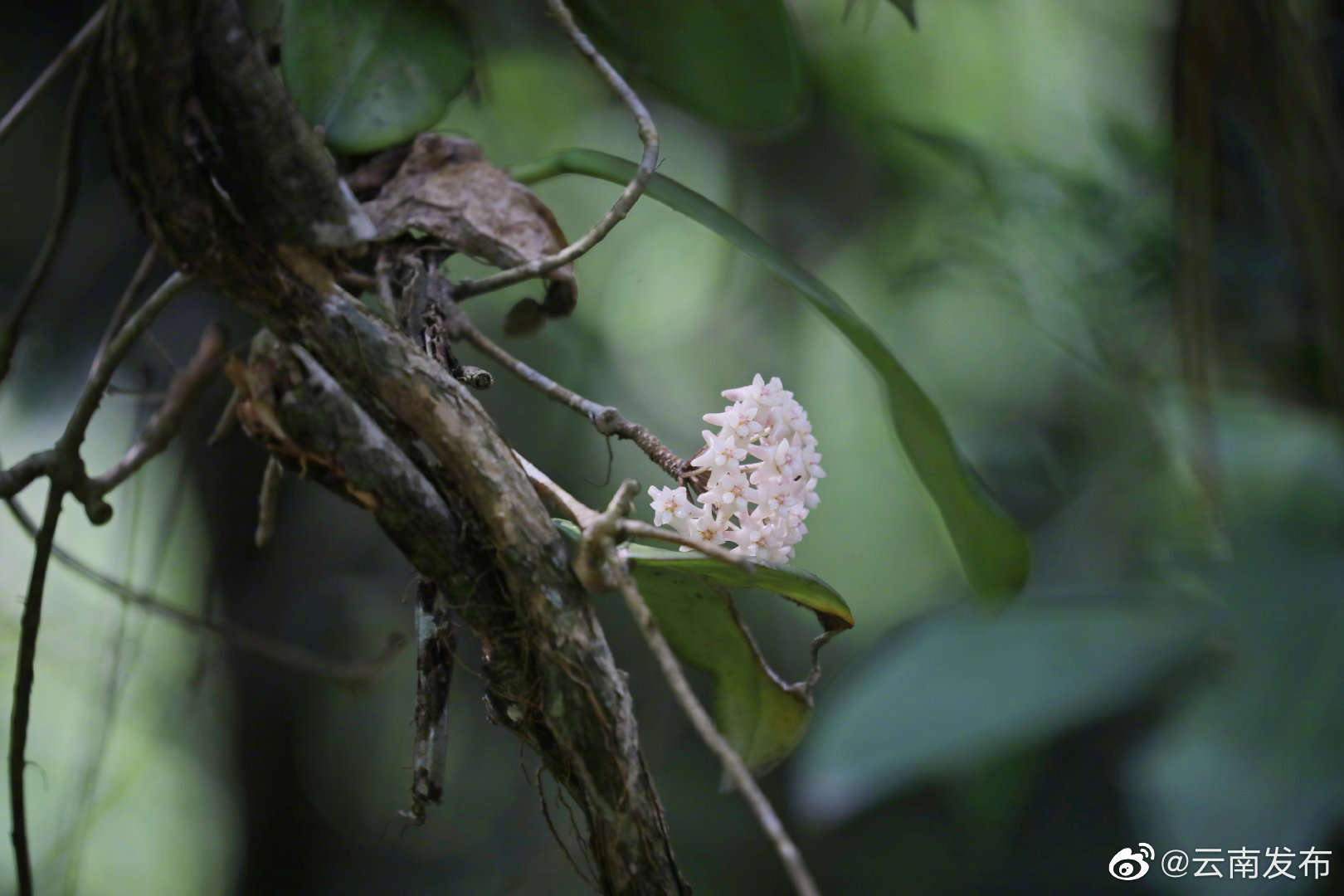 “云南发布”微博