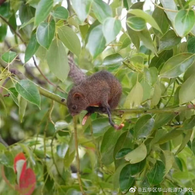 2022年5月云南省科技活动周，来认识一下“翠湖的野生动物邻居们”吧