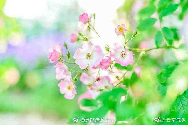 云南省未来24小时天气预报
