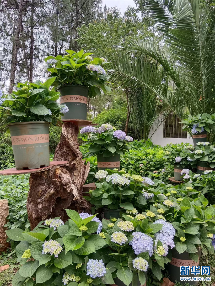 新华网云南频道