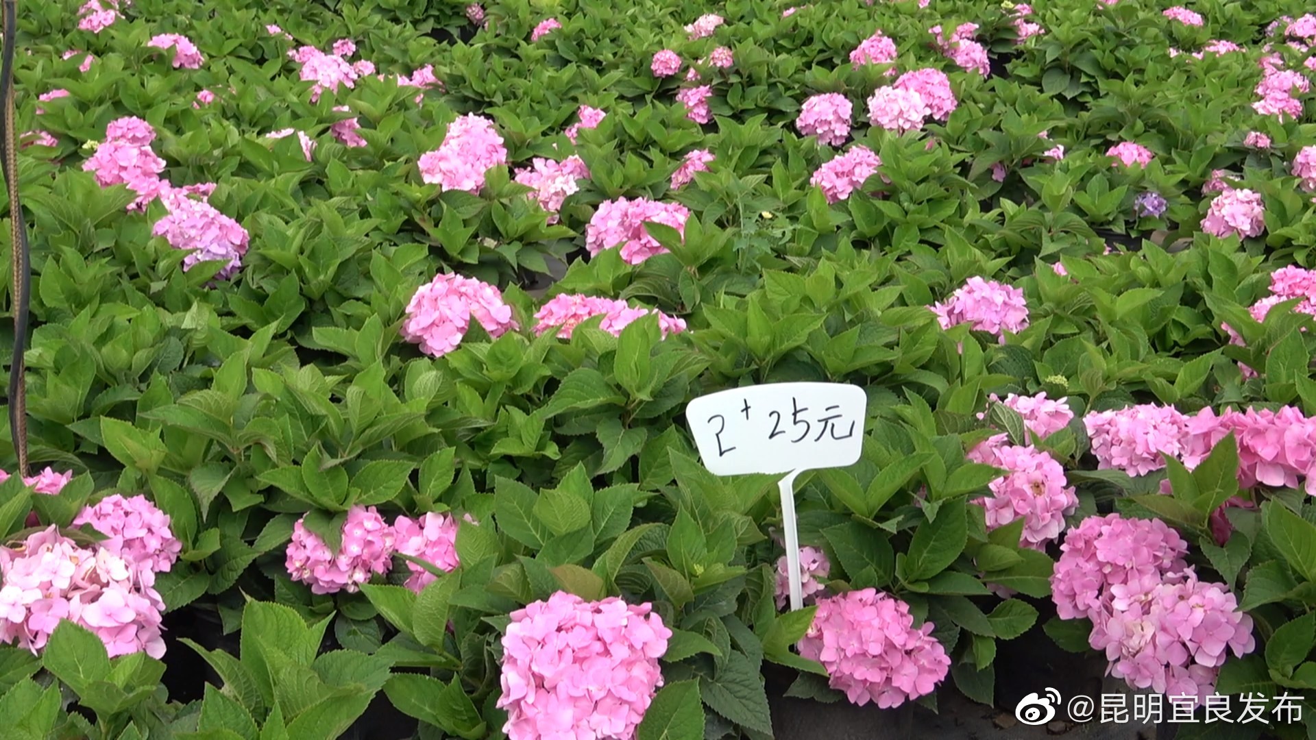 “昆明宜良发布”微博