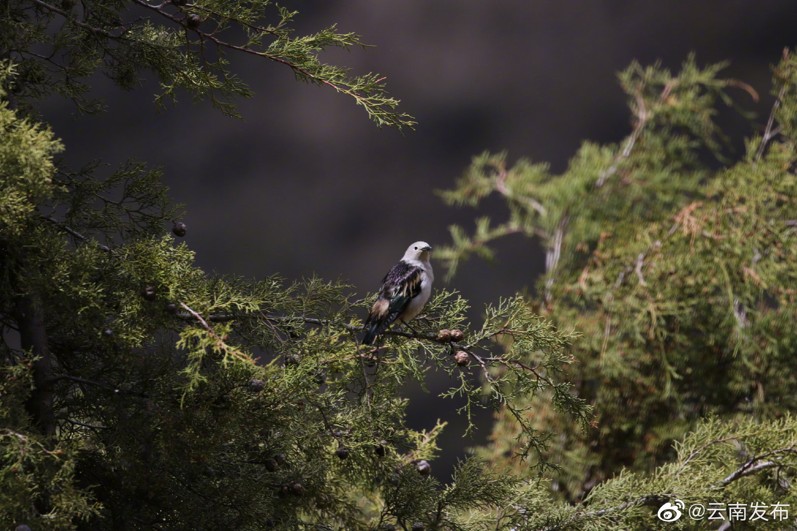 “云南发布”微博