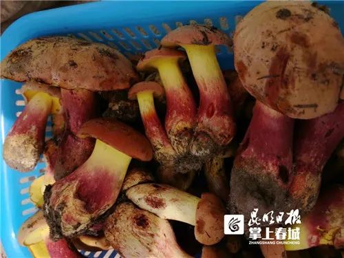 掌上春城