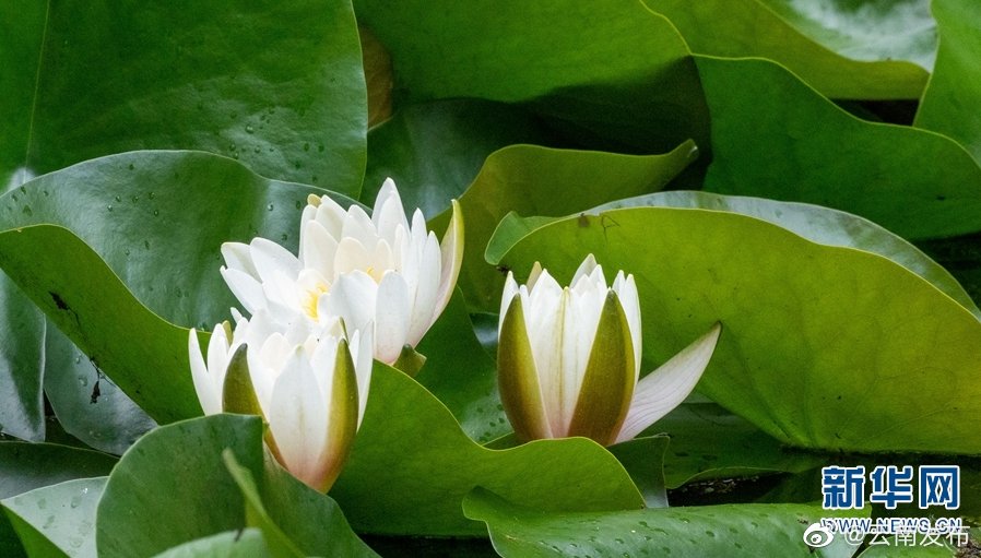 “云南发布”微博