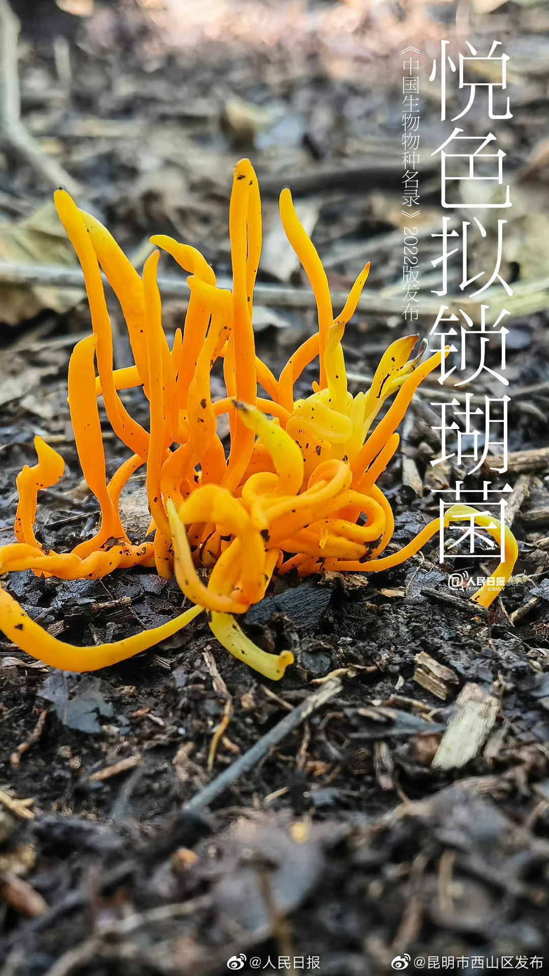 昆明市西山区发布