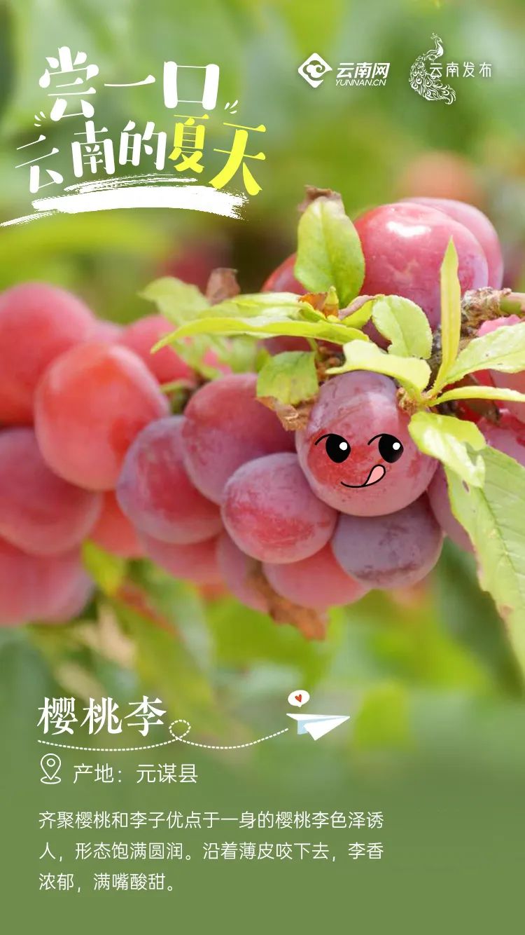 云南信息报