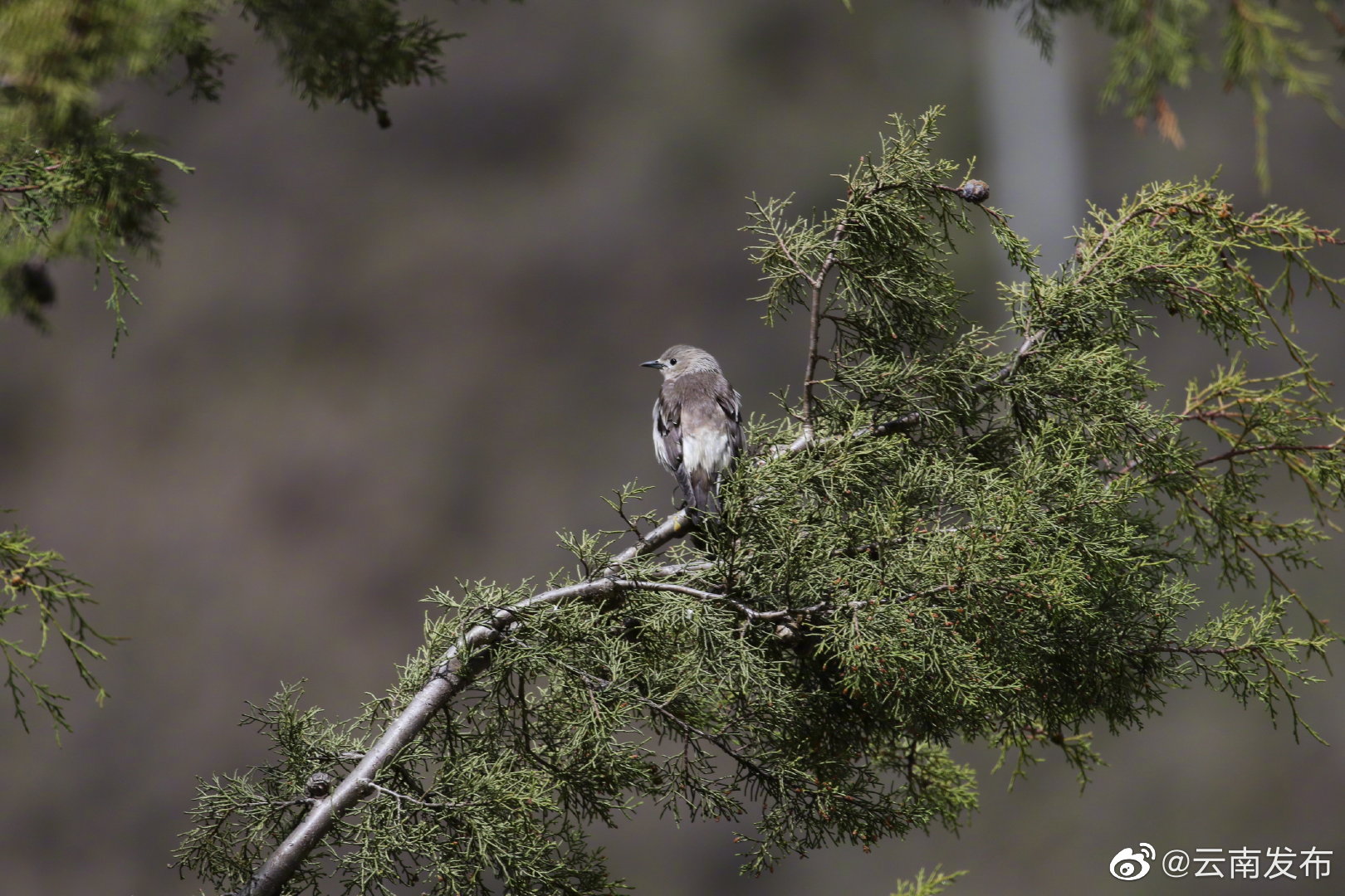 “云南发布”微博