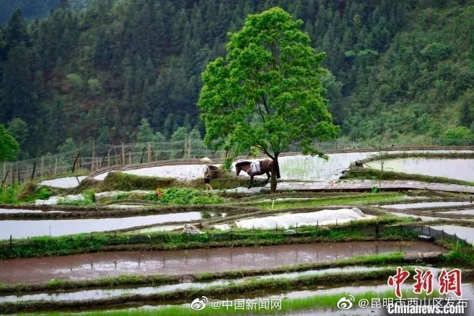 昆明市西山区发布