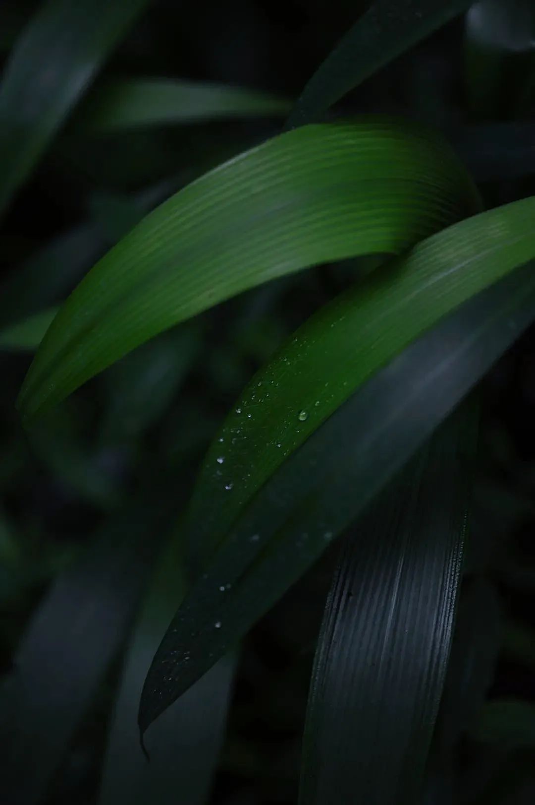 昆明市金殿名胜区