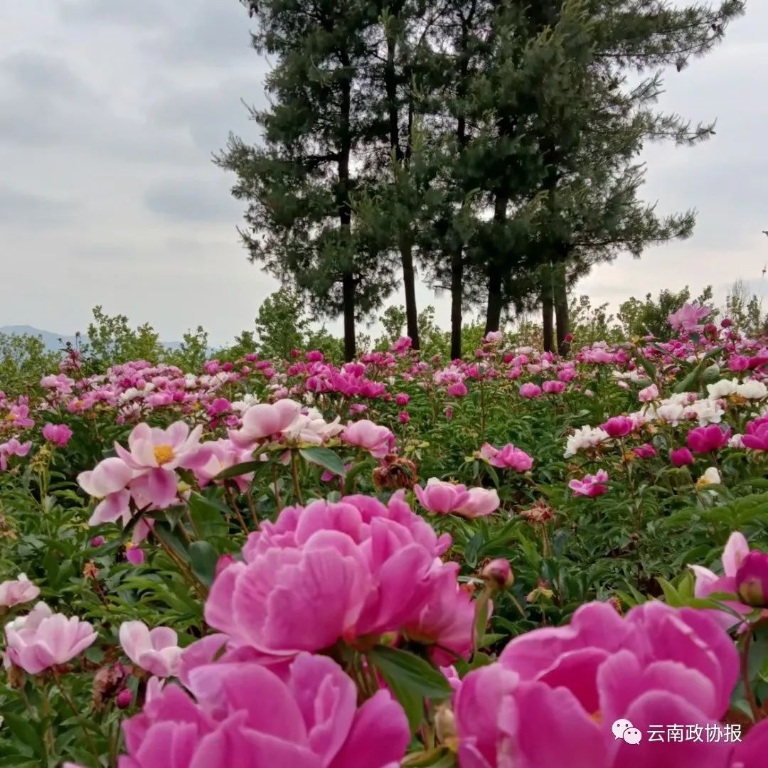 云南政协报