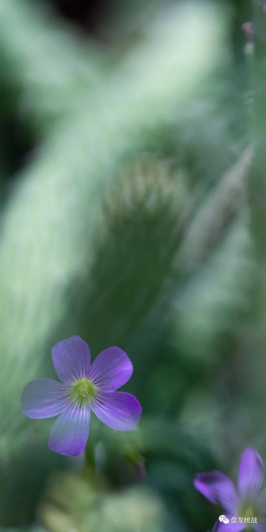 盘龙统战(微信)