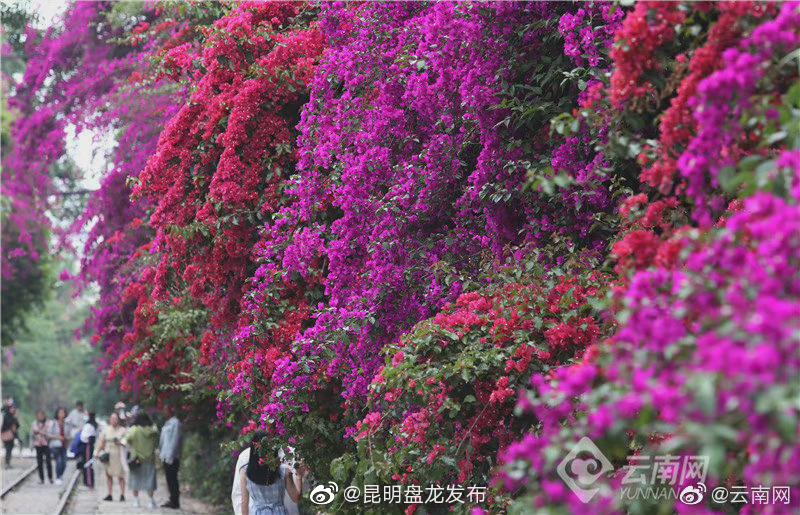 昆明盘龙发布