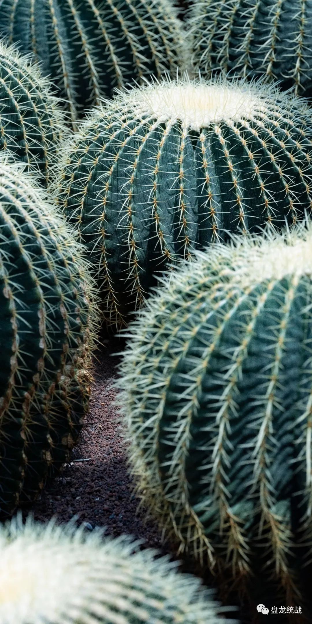 盘龙统战(微信)