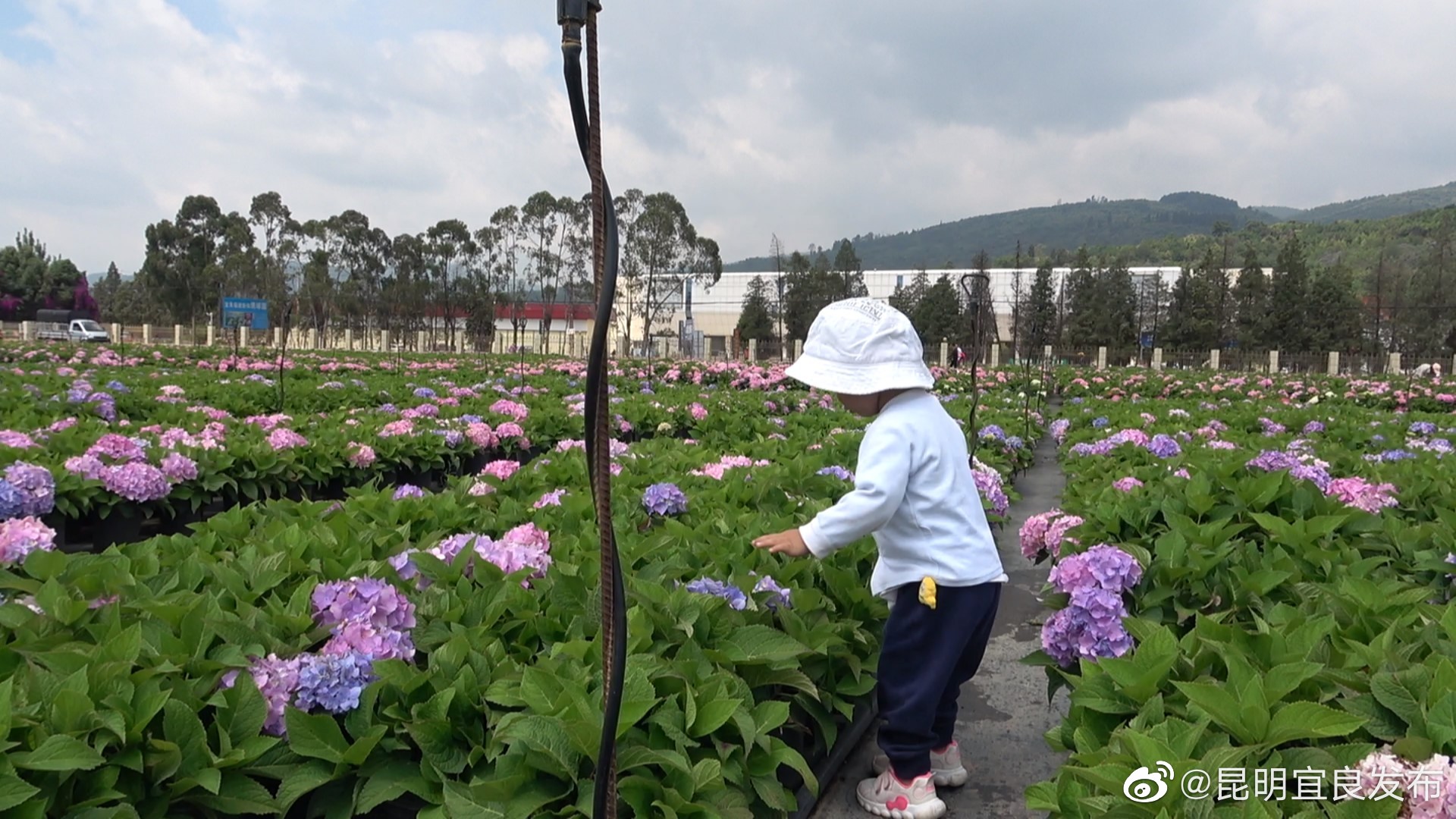 “昆明宜良发布”微博
