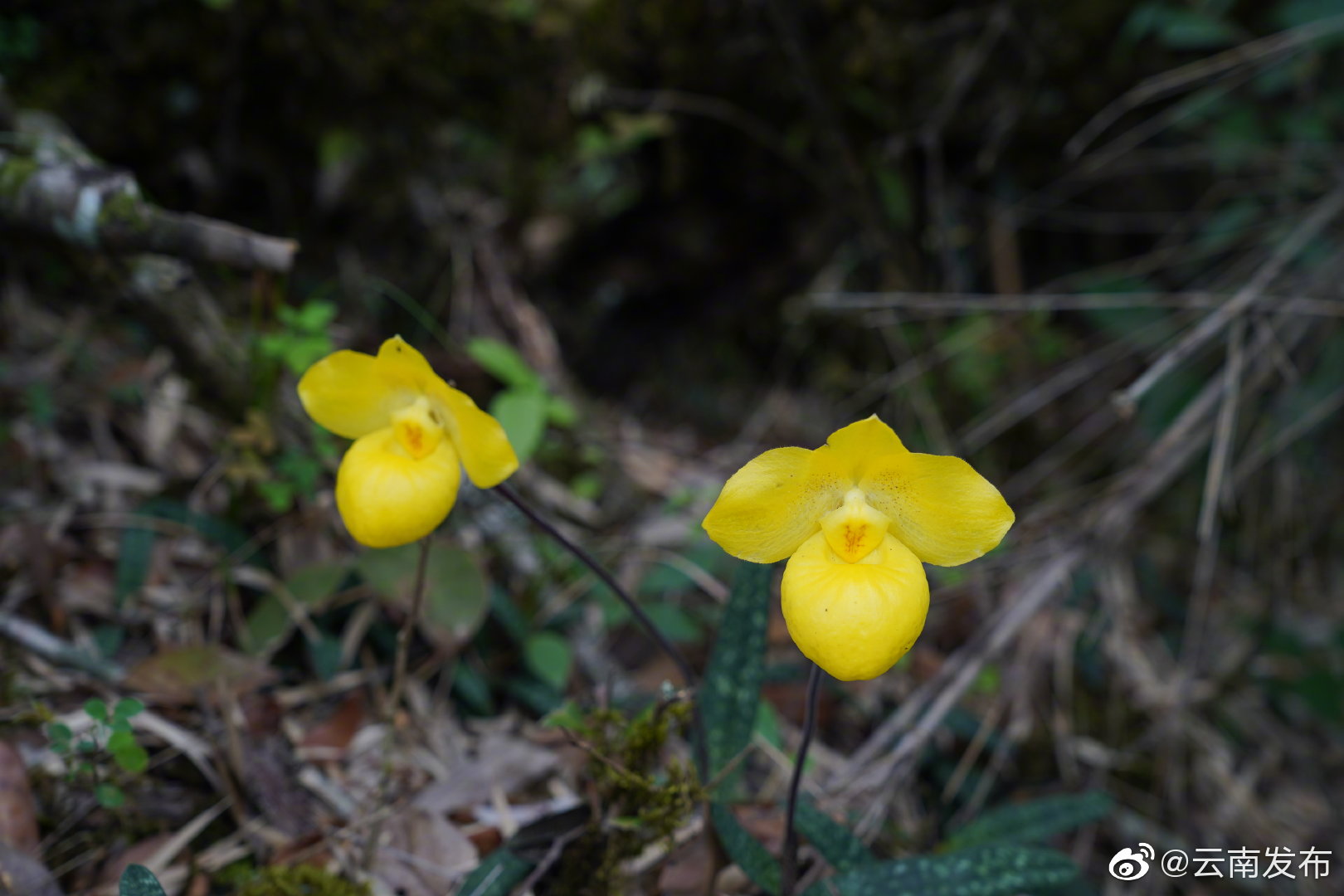 “云南发布”微博