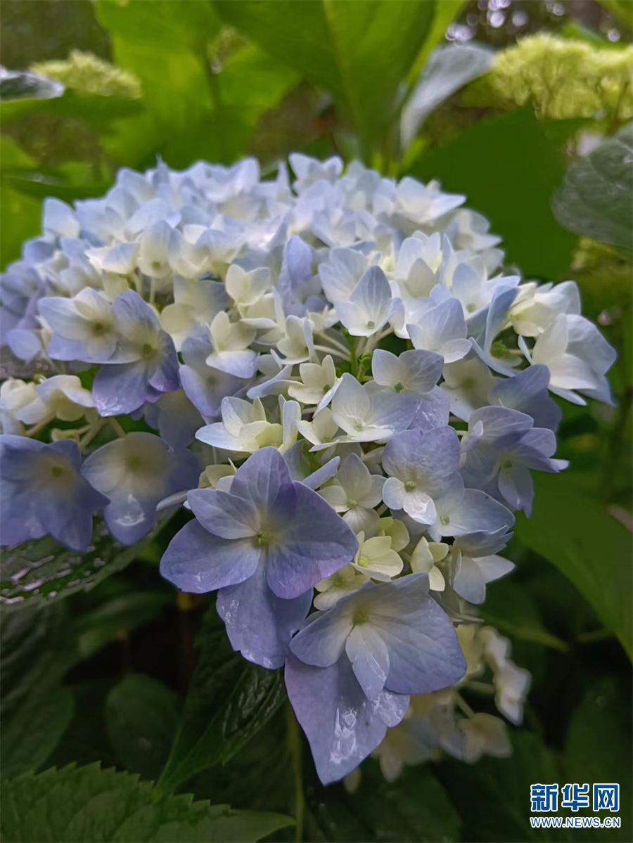 新华网云南频道