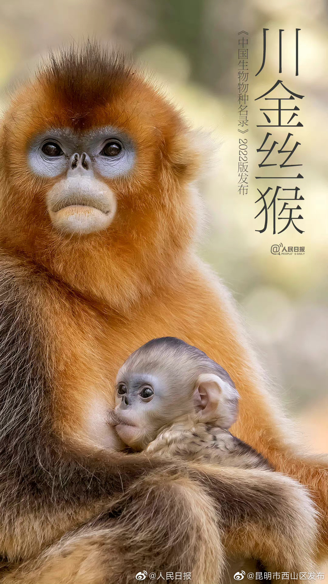 昆明市西山区发布