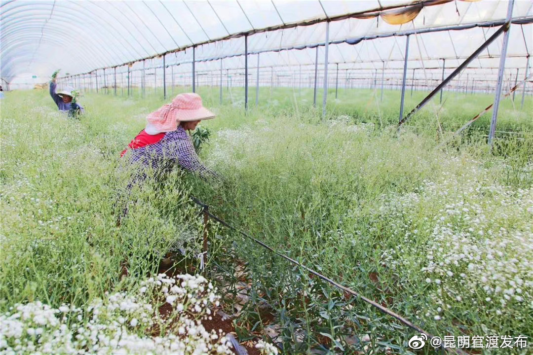 “昆明官渡发布”微博