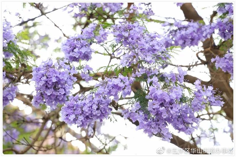 五华区华山街道办事处
