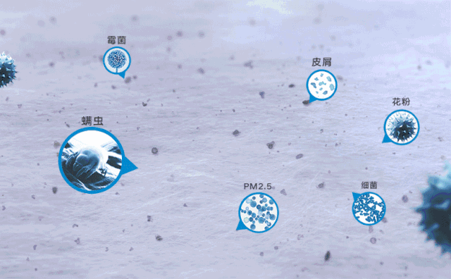 女孩睫毛长58只螨虫险失明，如何有效清除螨虫？