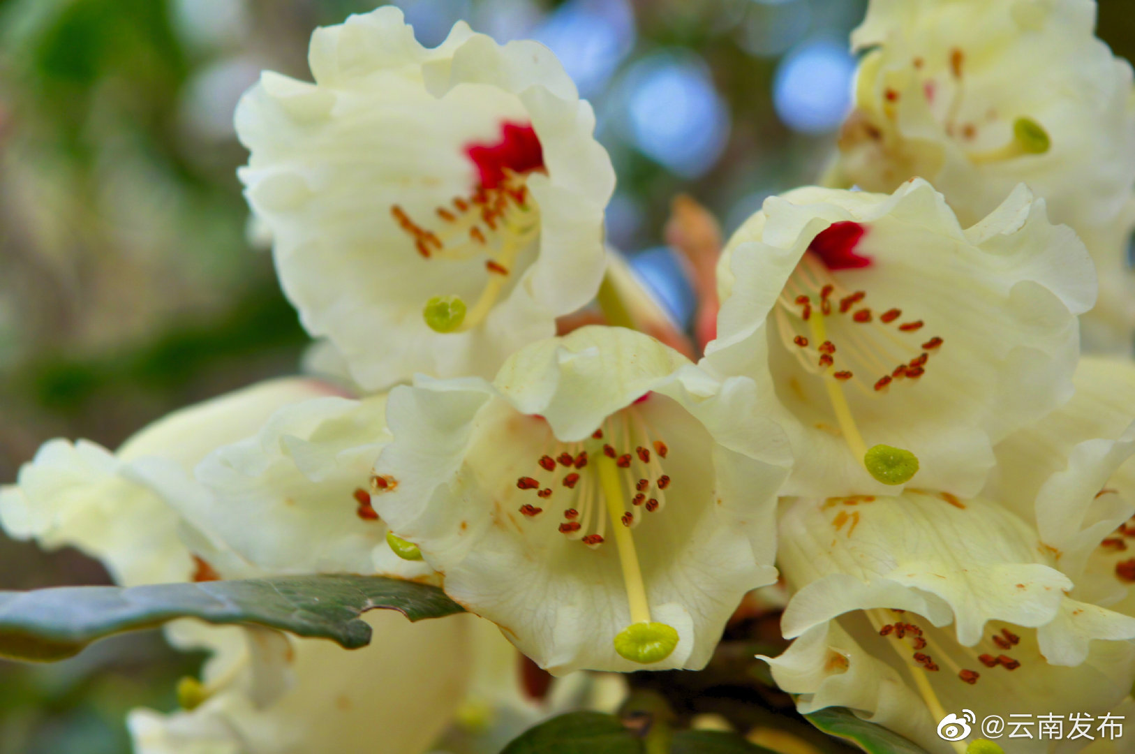 “云南发布”微博