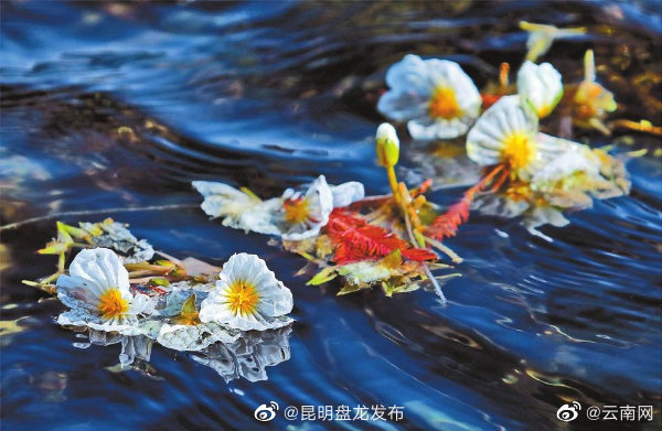 昆明盘龙发布