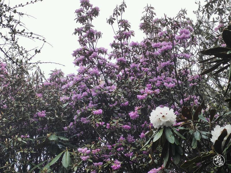 云南省文化和旅游厅