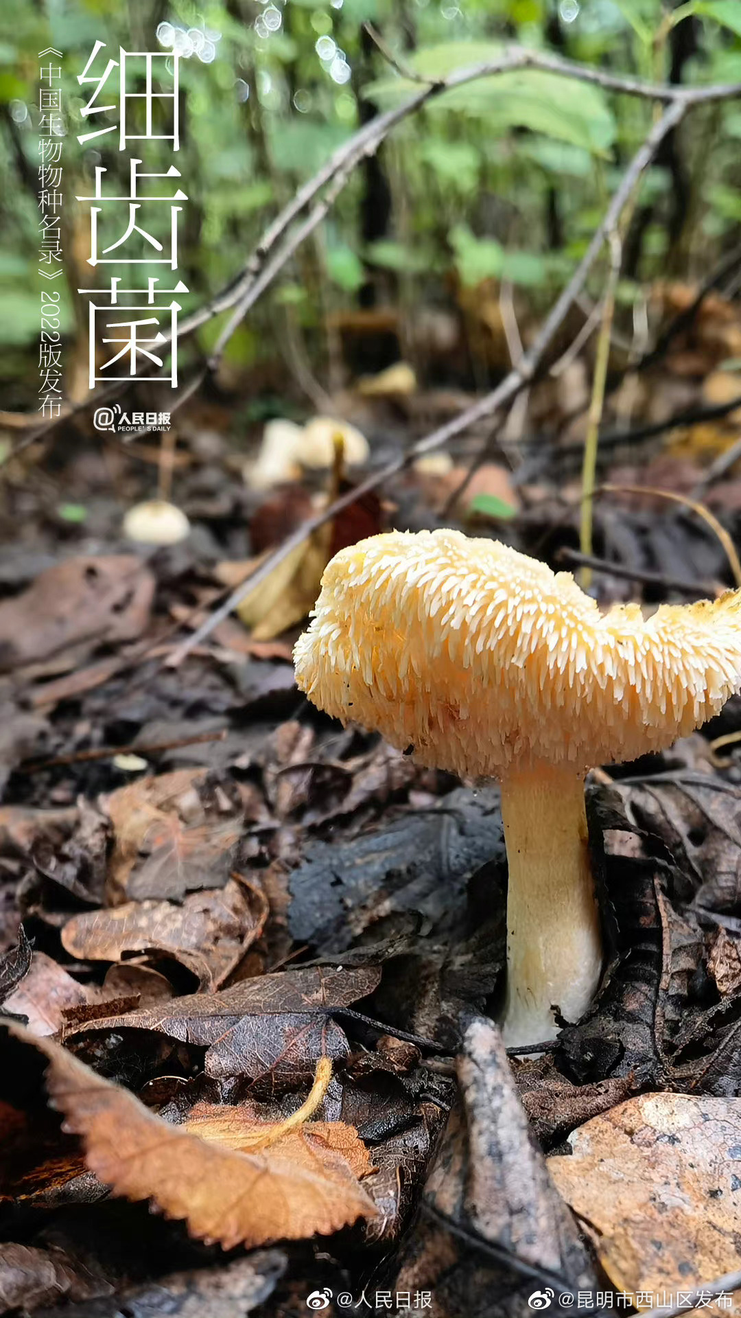 昆明市西山区发布