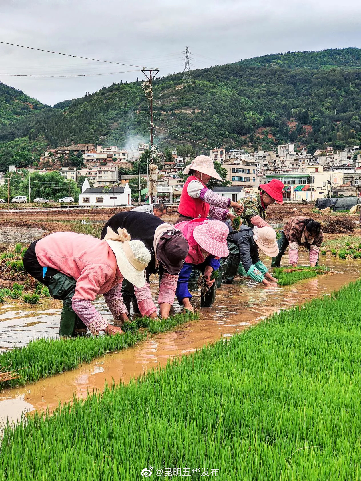 “昆明五华发布”微博