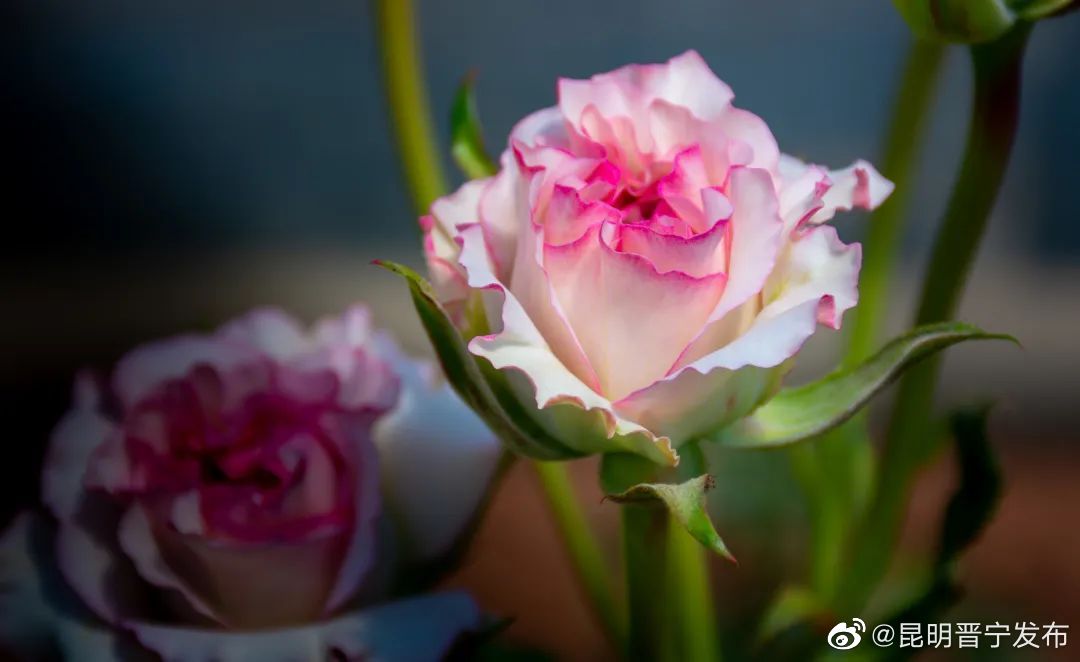 晋宁花卉产业芳香四溢