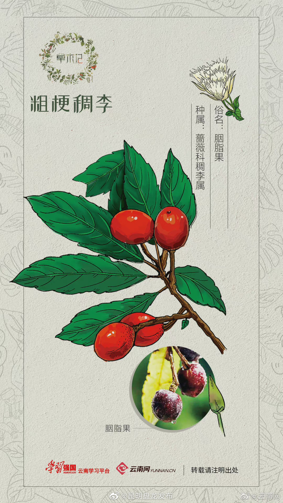 草木记 | 粗梗稠李：山间女儿色