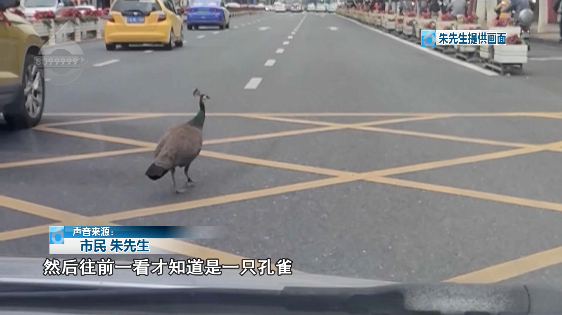 春城晚报