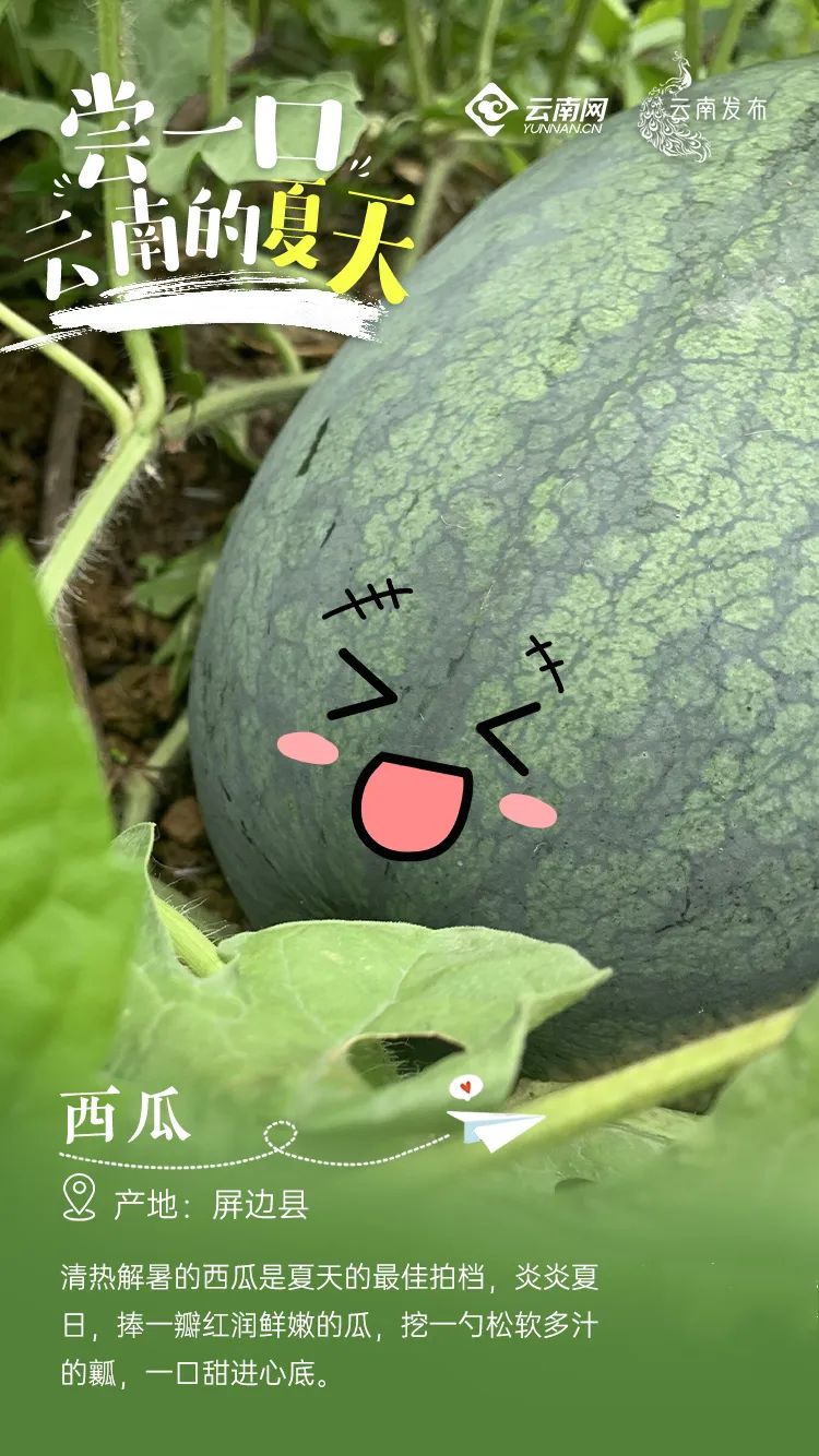 云南信息报