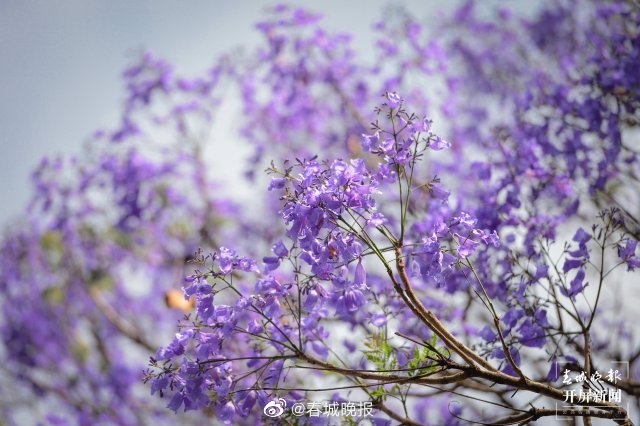 搭地铁赏紫色花海！“昆明蓝花楹鉴赏路线图”来了 