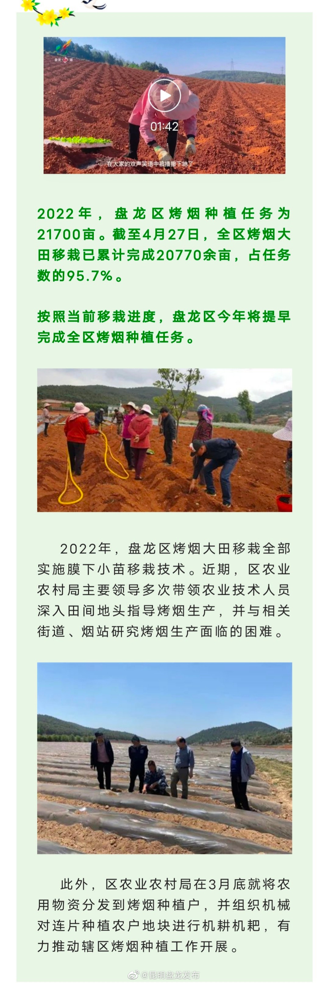 盘龙区2022年烤烟大田移栽将提早完成
